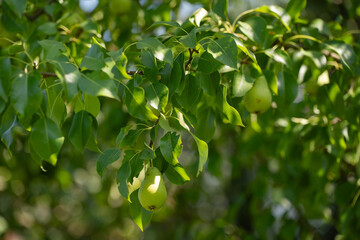 green pear fruit on a tree branch with leaves