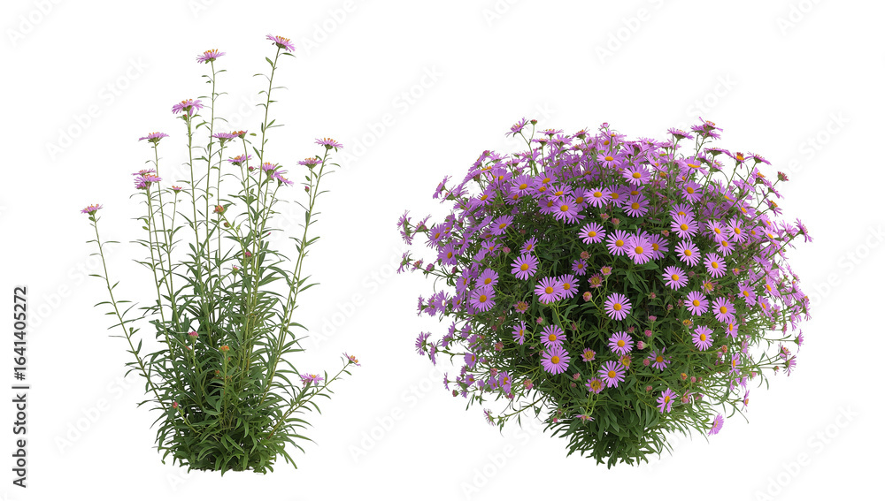 Poster delicate purple aster flowers in varied stages of bloom isolated on transparency for compositing