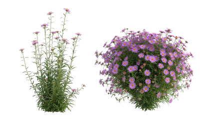 Delicate purple aster flowers in varied stages of bloom isolated on transparency for compositing