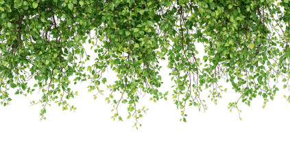 Lush Green Leaves Adorning Branches with Transparent Background for Graphic Design Element