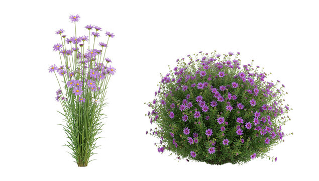 Blooming beauty two purple aster wildflower bushes isolated on transparent background, natural