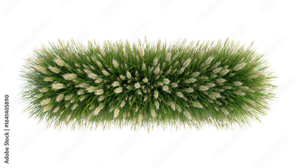 Poster lush pampas grass arrangement isolated against transparency creating a natural rectangular