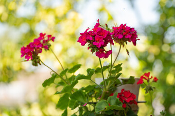 flowering bushes of red and white geraniums in a flower bed, landscape design