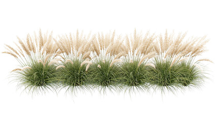Obraz premium Ornamental pampas grass clumps with feathery plumes gracefully arranged against a clear canvas