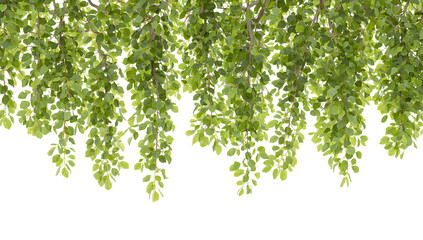 Obraz premium Lush foliage with delicate green leaves cascade over a pristine isolated surface, perfect for