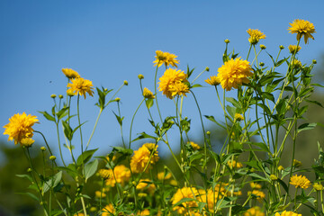 golden terry rudbeckia, golden balls on a blue sky background, summer day