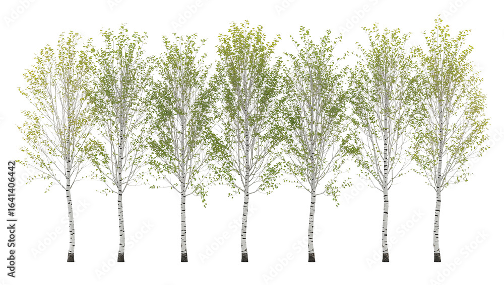 Poster line of ethereal birch trees with delicate leaves isolated on a transparent backdrop creating a