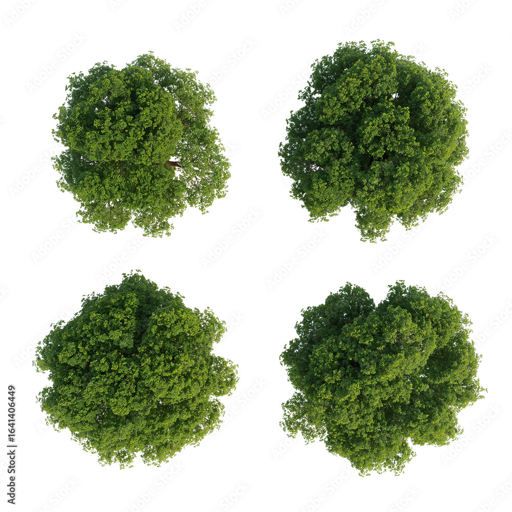 Poster overhead display of various tree canopies showcasing diverse foliage textures and isolated against