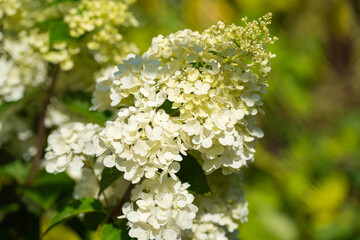Lush flowering hydrangea bush with white and blue flowers, summer garden