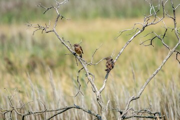 female Stonechats  saxicola rubicola perched on a branch with a blurred background