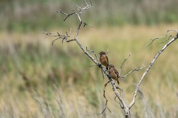 female Stonechats  saxicola rubicola perched on a branch with a blurred background