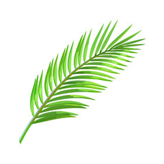Obraz premium Palm Leaf Branch Tropic Plant Cut Out On A Transparent Background 