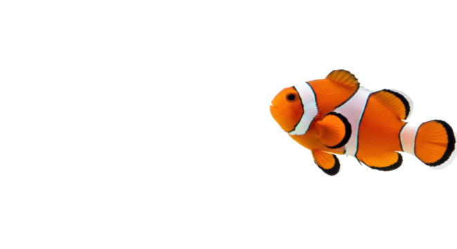 A vibrantly colored clownfish with bright orange and white stripes, subtly poised on a pristine, transparent studio background with ample negative space. Concept of unique solutions