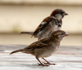 Sparrows on a table 