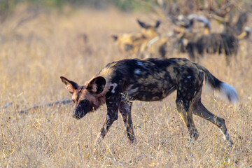 African wild dog (Lycaon pictus) walking on savanna, Kruger National park, Mpumalanga, South Africa.