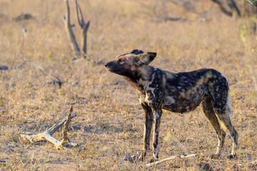 African wild dog (Lycaon pictus) searching for prey, Kruger National park, Mpumalanga, South Africa