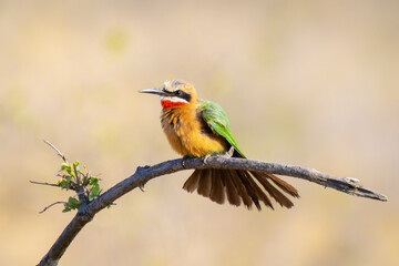White-fronted bee-eater (Merops bullockoides) perched ona branch, Kruger National Park, South Africa.