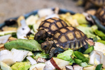 African spurred tortoise Centrochelys sulcata hatchlings feeding 