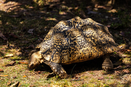 Leopard tortoise Stigmochelys pardalis 