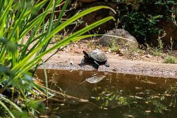Yellow bellied slider Trachemys scripta scripta basking 