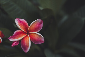 pink frangipani flower