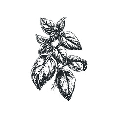 Detailed sketch of basil herb branch on white background