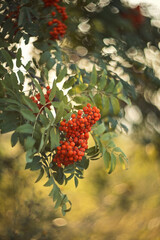 A rowan tree branch with red clusters of berries.