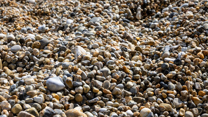 close up of sea urchin shells