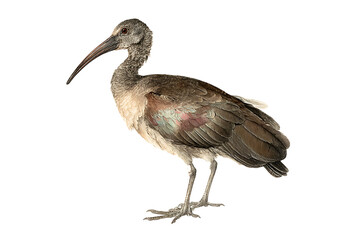 Obraz premium A detailed illustration of a Straw necked Ibis.