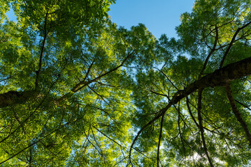 Beneath a vibrant canopy of lush green leaves swaying gently in the breeze under a bright blue sky