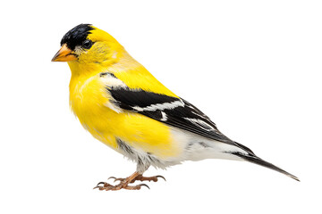 Fototapeta premium Vibrant yellow bird isolated on black background