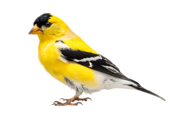 Vibrant yellow bird isolated on black background