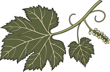 Realistic grape leaf illustration with natural details. Detailed grape leaf artwork for botanical themes. Lifelike grape leaf design with rich green tones. High quality grape leaf image for nature pro