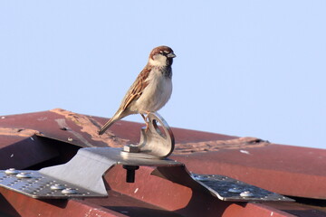 in cima al tetto
