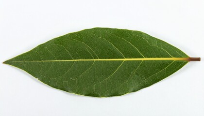 Obraz premium Detailed Close-Up of a Single Bay Leaf Spice Ingredient Isolated on White Background for Editorial Use