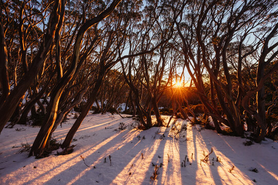Fototapeta Mt St Gwinear Sunrise in Australia