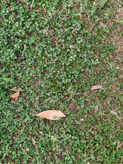 Close-up view of green grass and small plants with scattered dry leaves on soil, natural texture background perfect for eco, environment, and nature-themed designs and concepts.