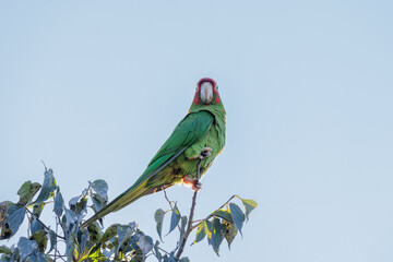 Mitred Parakeet (Psittacara mitratus) perched on a branch.