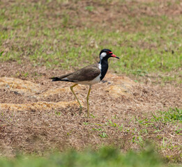 Naklejka premium A bird is standing in the grass