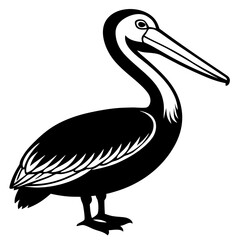pelican on white background
