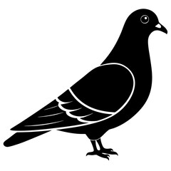 dove on white background