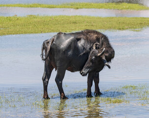 A black ox is standing in a body of water