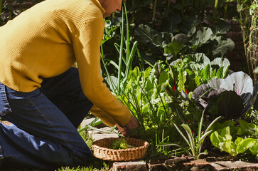 Woman gardener harvesting fresh green leaves from her own kitchen vegetable garden.