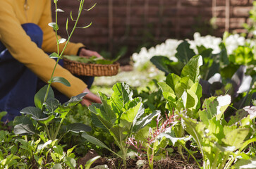 Woman gardener harvesting fresh green leaves from her own kitchen vegetable garden.
