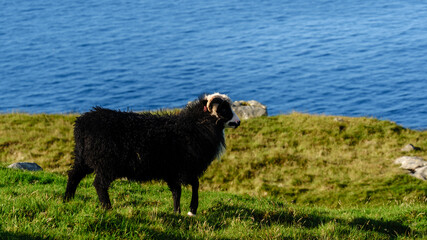 Beautiful Faroese sheep grazing on lush green hills overlooking the tranquil sea