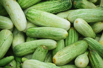 Fresh green cucumbers in a local market