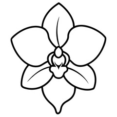 orchid isolated on white