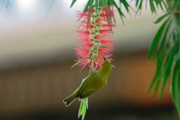 Macro view of Oriental White-eye on red Callistemon blossom