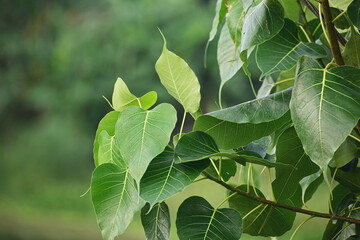 Green Bodhi leaf close up