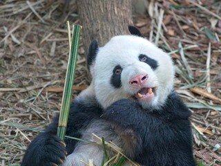 Obraz premium giant panda eating bamboo